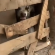 Dog Gets Rescued After Being Locked In A Dark Room For Over A Year