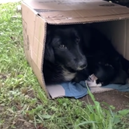 Dog Hides With Her Puppies Hoping Help Would Arrive