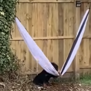 Dog Tries To Rest In A Hammock And Gets Stuck Instead