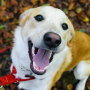 Dogs Get So Excited Returning To Daycare For The First Time Since Lockdown