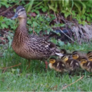 Ducklings Follow Their Mom Through An Elementary School As Part Of A 20-Year Tradition