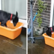 Energetic Puppy Loves To Jump On The Trampoline