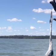 Fisherman Help Rescue A Heron They Find Tangled Up In A Tree