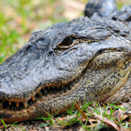 Florida Man Saves His 8-Month-Old Puppy From The Jaws Of An Alligator