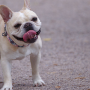 French Bulldog Covers His Sleeping Owner With A Blanket