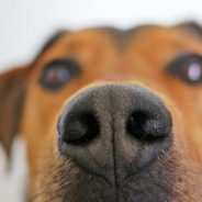 French Study Finds Dogs Are More Reliable at Sniffing Out COVID Than Rapid Lateral Flow Tests