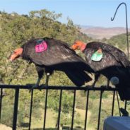 Giant California Condors Descend On Woman’s House And Won’t Leave