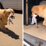 Golden Retriever Rescues Stray Kitten And Steps In As Its New Mom