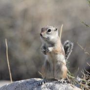 Grand Canyon National Park Warns Visitors To Keep Their Distance From Squirrels