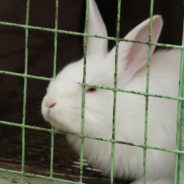 Hawaii About To Become The Sixth State To Ban Animal Cosmetic Testing