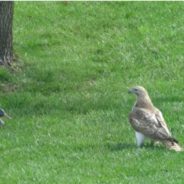 Hawk Baffled By Unresponsive ‘Duck’