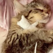 Heartbroken Cat Carries Doll Everywhere After Her Kitten Dies