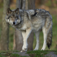 Idaho’s Planned Wolf Cull Could Eliminate 90% of The State’s Wolf Population