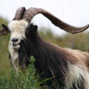 Irish Conservation Program Seeking Someone Who’s ‘Goat’ What it Takes to Herd Endangered Species