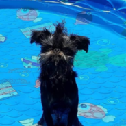 Long-Haired Brussels Griffon Dog Rocks Trendy Hairstyles On Instagram