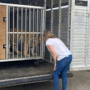 Loose Tiger In Houston Finds Forever Home At Big Cat Sanctuary