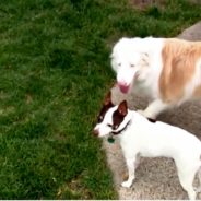 Lost Deaf Dog Reunited With Deaf Owner Thanks To GPS Collar