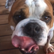 Man Adopts An English Bulldog Only To Find That The Dog Only Understands Spanish