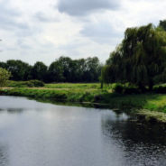 Man Builds A Floating Nest To Rescue Swan From Rising Waters