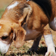 Man Goes To Jail Instead Of Giving Up His Dog