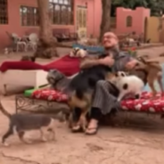 Man Tries To Sit Down At An Animal Sanctuary And Gets Swarmed With Dogs