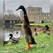 Meet Long Boi, The Tallest Duck At The University Of York