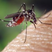 Millions of Genetically Modified Mosquitoes Released In Florida To Curb Population Of Disease Carrying Species