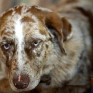 Missouri To Allow Restraining Orders To Protect Pets Of Domestic Violence Victims