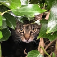 Mother Cat And Her Kittens Make Their Home In A Bird’s Nest