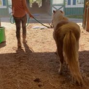 Neglected Mini Horse Receives Special Maternity Photoshoot After Rescue Discovers She’s Pregnant