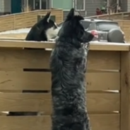 New Dog Neighbors Work Together To Dig A Hole Under The Fence So They Can Be Together