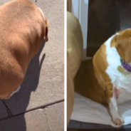 Obese Beagle Fed Ice Cream And Hamburgers His Whole Life Is Now Running Marathons