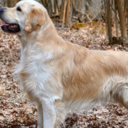 Owner Catches Neighbor Petting Her Dog Through A Hole In The Fence