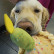 Parents Turn Bounce House Into A Ball Bit To Celebrate Their Dog’s Birthday