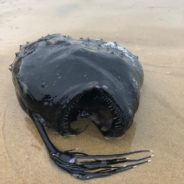 Rarely Seen Pacific Football Fish Washes Ashore In Southern California