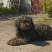 Rescuers Save Old Blind Dog After Someone Tried To Shoot Her