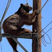 Residents Surprised To Find Bear Lounging Atop Utility Pole In Arizona