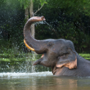 Retired Circus Elephants Find New Home At 135-Acre Conservation Center