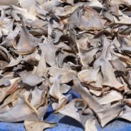 Shark Finning Claims More Lives Every Year Than The Population Of Mexico