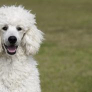 Sheena the Blind and Deaf 22-Year-Old Rescue Poodle