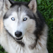 Stubborn Husky Refuses To Come Downstairs