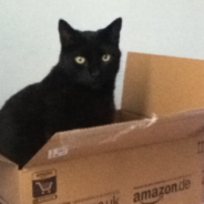 Study Claims That Cats Love All Boxes, Even Imaginary Ones