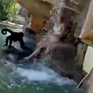 ‘Stupid’ Woman Breaks Into Monkey Exhibit At Texas Zoo To Feed Animals Hot Cheetos