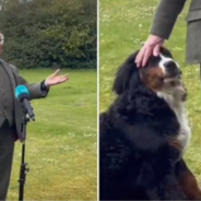 The Irish President’s Dog Steals The Show During A Speech