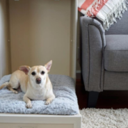 This Murphy Bed For Dogs Looks Like A Side Table When Folded Up