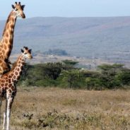 To Help Identify Threats and Boost Conservation, Kenya is Conducting its First Wildlife Census