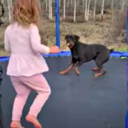 Toddler And Dog Have A Blast Jumping Together On Trampoline