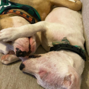 Two-Year-Old Girl Becomes ‘Mom’ To A Deaf Foster Dog