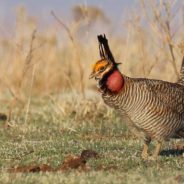 U.S. Fish and Wildlife Service Proposes New ESA Listings for the Declining Lesser Prairie Chicken