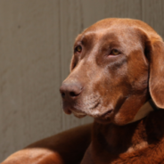 Veteran Reunites With Lost Rescue Dog After 4 Years